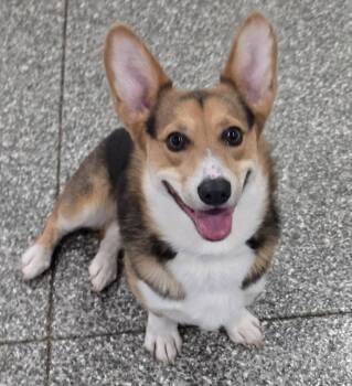 Corgi Dogs Available for Adoption - Apollo | PetCurious