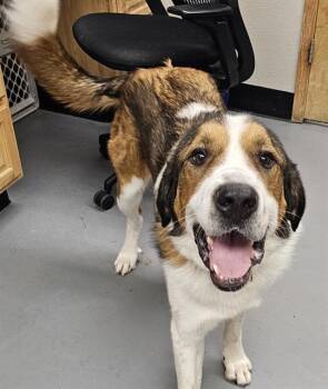 Rescue Great Pyrenees Dogs for Adoption in Phoenix, Oregon - Clyde | PetCurious