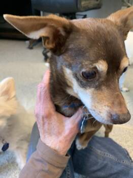 Hershey -  Chihuahua Dog for Adoption in Bartlesville, Oklahoma - Hershey | PetCurious