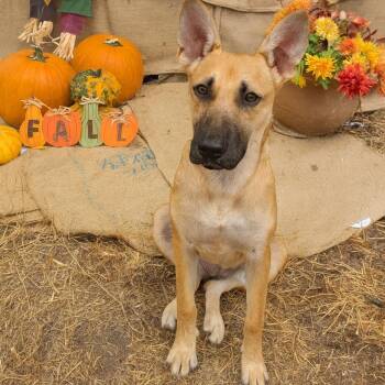 Rescue Shepherd Dogs for Adoption in Brookeville, Maryland - Terra | PetCurious