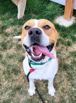 Barney -  American Bulldog Dog for Adoption in Pocatello, Idaho - Barney | PetCurious