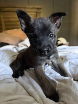 Sable -  Belgian Shepherd Malinois Dog for Adoption - Sable | PetCurious