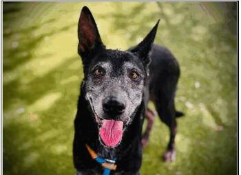 Valerie -  German Shepherd Dog and Belgian Shepherd Malinois Dog for Adoption in Melbourne Beach, Florida - Valerie | PetCurious