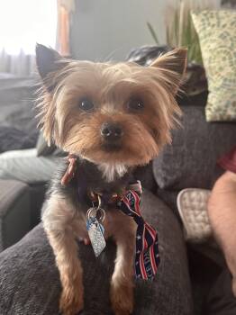 Vinny - Fairfield -  Yorkshire Terrier Dog for Adoption in Pataskala, Ohio - Vinny - Fairfield | PetCurious