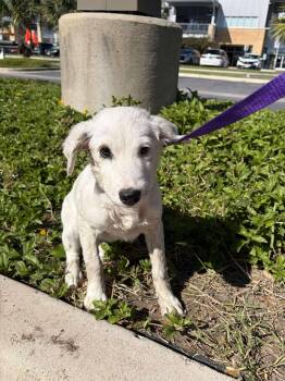 Rescue Great Pyrenees Dogs for Adoption in Harlingen, Texas - Lizzy | PetCurious