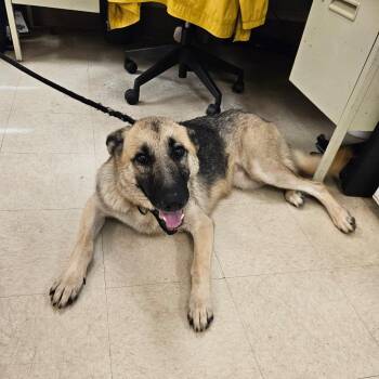 Nesta -  German Shepherd Dog Dog for Adoption in Lake Panasoffkee, Florida - Nesta | PetCurious