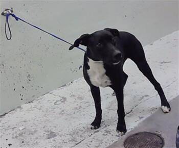 BEAVIS -  Labrador Retriever Dog for Adoption in Houston, Texas - BEAVIS | PetCurious