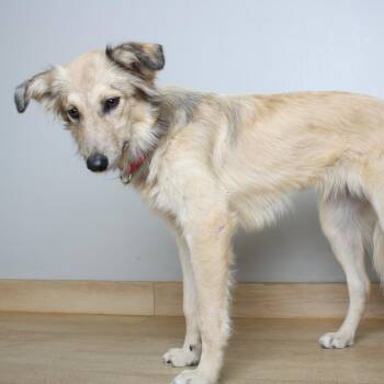 Meraki D71442 -  German Shepherd Dog and Mixed Breed Dog for Adoption in Minnetonka, Minnesota - Meraki D71442 | PetCurious