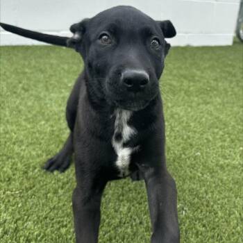 Mixed Breed Dogs Available for Adoption - Juan 0283 | PetCurious