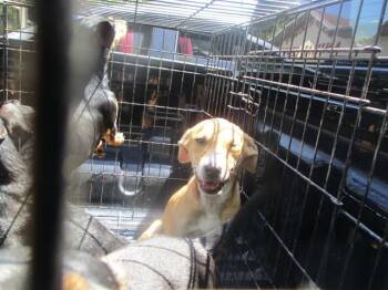 Labrador Retriever Dogs Available for Adoption in Ocala, Florida - A380888 | PetCurious