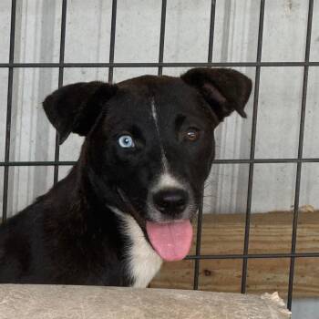 Molly -  Hound and Pit Bull Terrier Dog for Adoption in Birmingham, Alabama - Molly | PetCurious