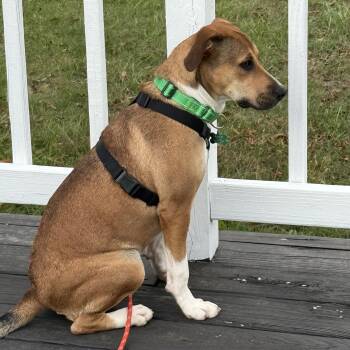 Rescue Hound Dogs for Adoption in Blacksburg, Virginia - Panini | PetCurious