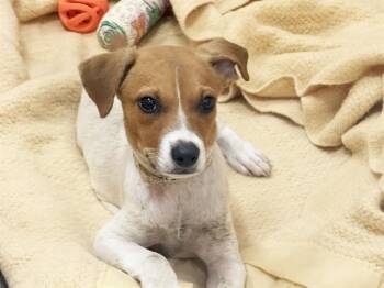 Labrador Retriever and Mixed Breed Dogs Available for Adoption in Fort Lauderdale, Florida - TEQUILA | PetCurious