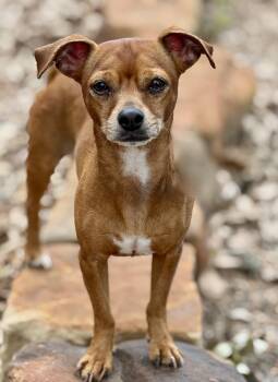 Rescue Chihuahua and Dachshund Dogs for Adoption in Richmond, Texas - Buzz | PetCurious