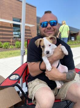 Rescue Pembroke Welsh Corgi and Jack Russell Terrier Dogs for Adoption in Wheaton, Illinois - Magic | PetCurious