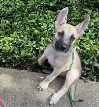 Jinx -  Shepherd and Mixed Breed Dog for Adoption in Saugus, Massachusetts - Jinx | PetCurious