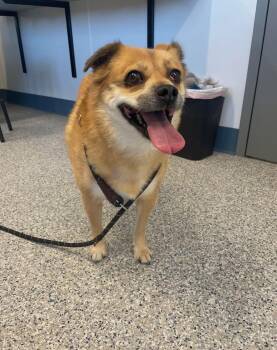 Puggle Dogs Available for Adoption in Prineville, Oregon - Teddy | PetCurious