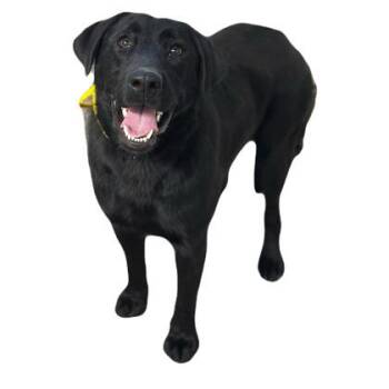 Labrador Retriever Dogs Available for Adoption - Chipper | PetCurious