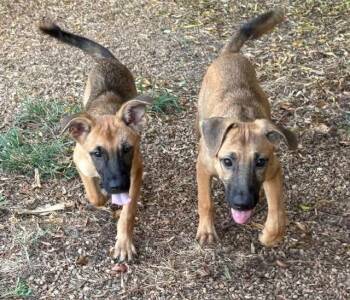 Dudley - NEED FOSTER -  German Shepherd Dog Dog for Adoption in Tunica, Mississippi - Dudley - NEED FOSTER | PetCurious
