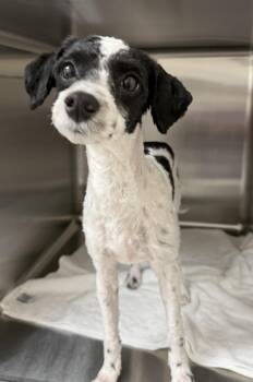 Nudle -  Miniature Poodle Dog for Adoption in Pawleys Island, South Carolina - Nudle | PetCurious
