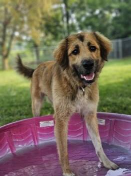 Deniro -  Golden Retriever and Great Pyrenees Dog for Adoption in Cobourg, Ontario - Deniro | PetCurious