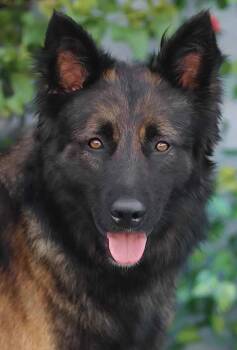 German Shepherd Dog Dogs Available for Adoption in Los Angeles, California - Ezra Von Eresing | PetCurious