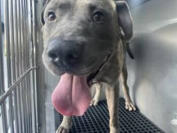 PRIME -  Mixed Breed Dog for Adoption in Dallas, Texas - PRIME | PetCurious