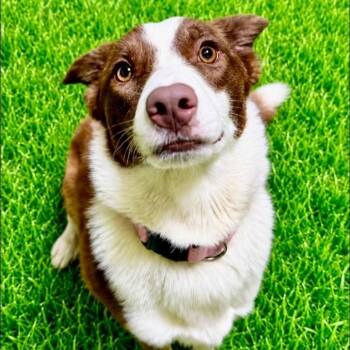 Amelia -  Australian Shepherd Dog for Adoption in Battle Creek, Michigan - Amelia | PetCurious