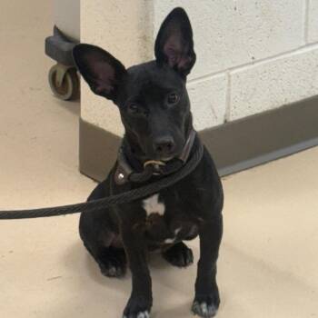 Ebony -  Rat Terrier Dog for Adoption in Pine Bluff, Arkansas - Ebony | PetCurious