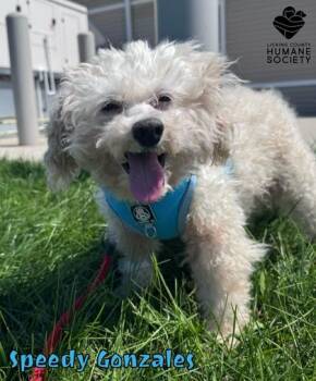 Speedy Gonzales -  Poodle and Mixed Breed Dog for Adoption in Heath, Ohio - Speedy Gonzales | PetCurious