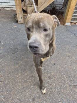 Pen Ic-13 -  Pit Bull Terrier Dog for Adoption in Lawrenceville, Georgia - Pen Ic-13 | PetCurious