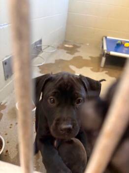 Pit Bull Terrier Dogs Available for Adoption in Boone, Iowa - Puppuccino | PetCurious