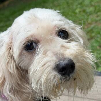 Stormy Reign -  Mixed Breed Dog for Adoption in West Chester, Pennsylvania - Stormy Reign | PetCurious