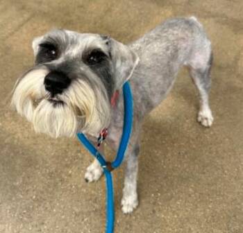 Sterling -  Schnauzer Dog for Adoption in Boulder, Colorado - Sterling | PetCurious