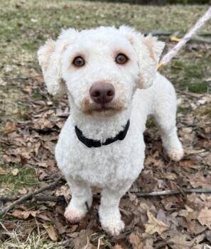 Poodle Dogs Available for Adoption - Mayonnaise  | PetCurious