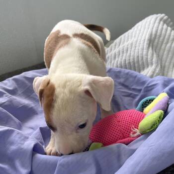 pork loin 4606 -  American Bulldog and Mixed Breed Dog for Adoption in Loxahatchee Groves, Florida - Pork Loin 4606 | PetCurious