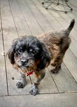 Dottie -  Border Terrier Dog for Adoption in Athens, Georgia - Dottie | PetCurious