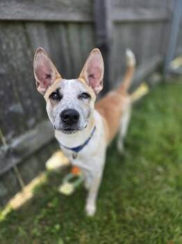 Rescue Mixed Breed Dogs for Adoption in Woodstock, Illinois - Sutton | PetCurious