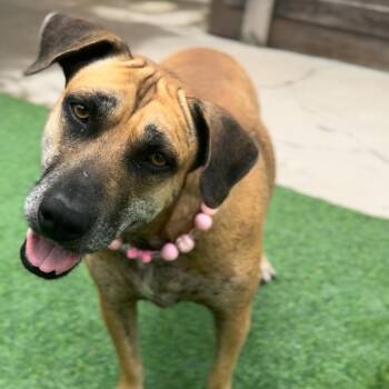Momma -  Black Mouth Cur Dog for Adoption in Houston, Texas - Momma | PetCurious