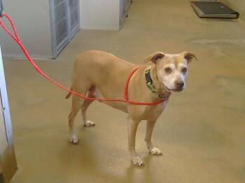 Rescue Staffordshire Bull Terrier and Mixed Breed Dogs for Adoption in Sacramento, California - KAI | PetCurious