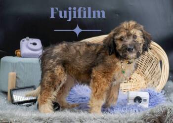 Fujifilm -  Labradoodle Dog for Adoption in Sevierville, Tennessee - Fujifilm | PetCurious