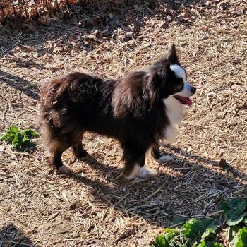 Australian Shepherd Dogs Available for Adoption in Ada, Minnesota - Zoe Girl | PetCurious