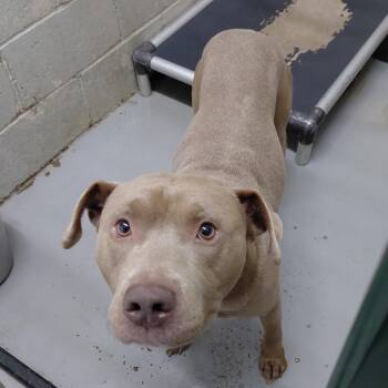 Jimbo -  Mixed Breed Dog for Adoption in Henderson, Kentucky - Jimbo | PetCurious