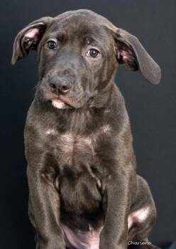 Willie -  Black Labrador Retriever Dog for Adoption in Newland, North Carolina - Willie | PetCurious
