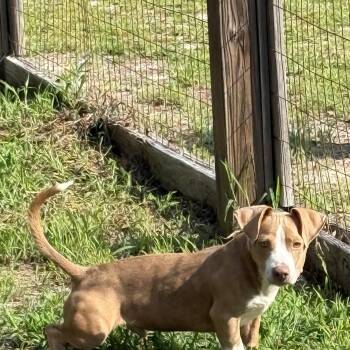 Goose -  Dachshund and Pit Bull Terrier Dog for Adoption in Carmel Hamlet, New York - Goose | PetCurious