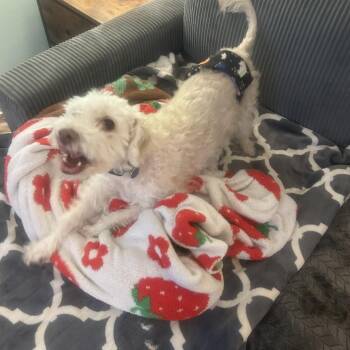Hank D12853 -  Terrier and Miniature Poodle Dog for Adoption - Hank D12853 | PetCurious