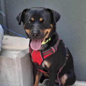 Rescue Australian Cattle Dog Blue Heeler and Cardigan Welsh Corgi Dogs for Adoption in Austin, Texas - Rusty MC | PetCurious