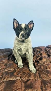 Wrangler -  Australian Cattle Dog Blue Heeler and Cattle Dog Dog for Adoption in Phoenix, Arizona - Wrangler | PetCurious