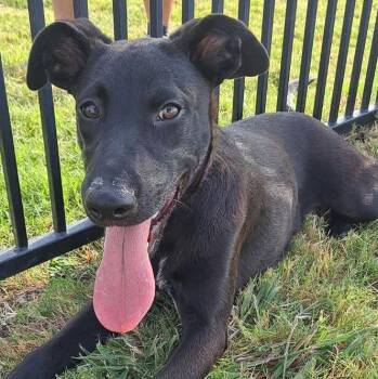 Bernard -  Cattle Dog and Golden Retriever Dog for Adoption in Krum, Texas - Bernard | PetCurious