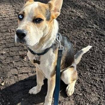 Norman -  Mixed Breed Dog for Adoption in Walker, Michigan - Norman | PetCurious